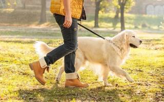¿Por qué soñar con pasear con un perro?