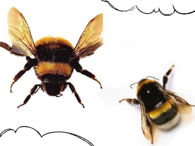 ¿Con qué sueña el gran abejorro?