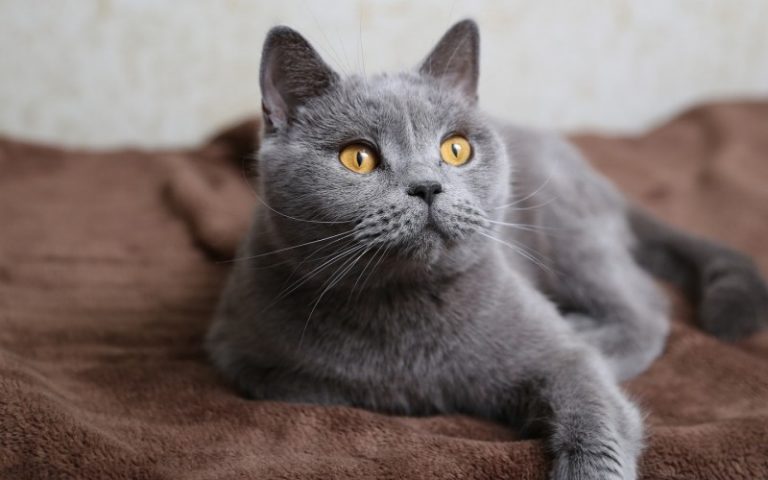 ¿Con qué sueña el gran gato gris?