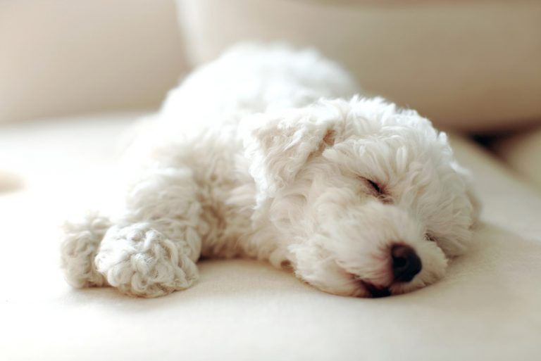 ¿Cuál es el sueño de un cachorro blanco?