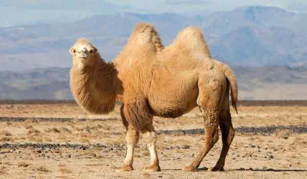 ¿Cuál es el sueño de un camello blanco?