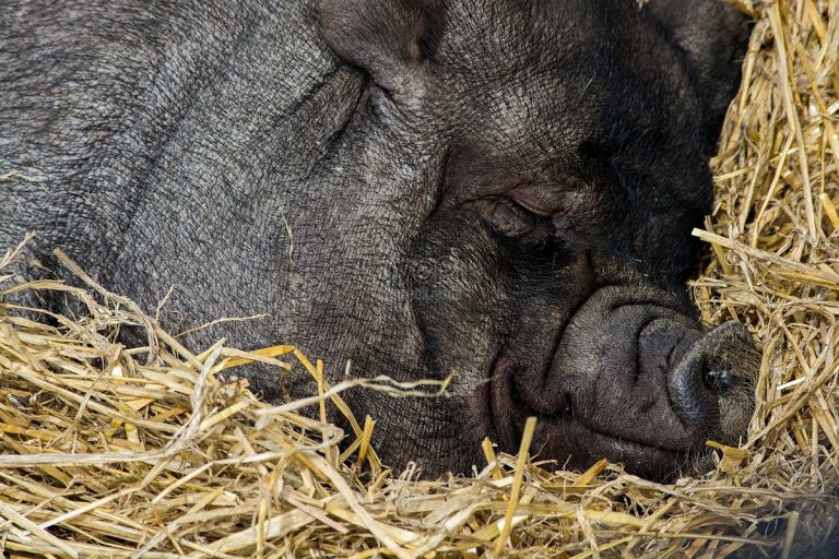 ¿Cuál es el sueño de un cerdo negro?