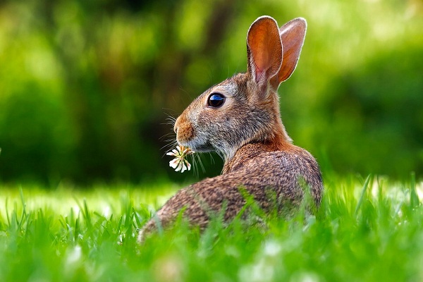 ¿Cuál es el sueño de un conejo vivo?