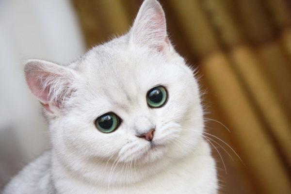 ¿Cuál es el sueño de un gato blanco y esponjoso?