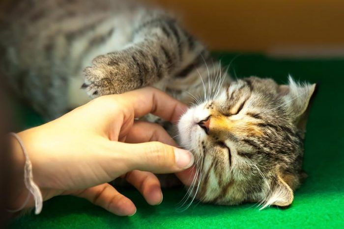 ¿Cuál es el sueño de un gato en brazos?