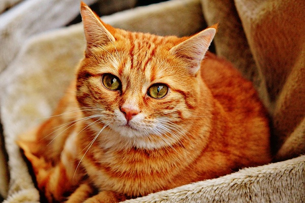 ¿Cuál es el sueño de un gato rojo?