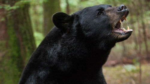 ¿Cuál es el sueño de un oso negro?