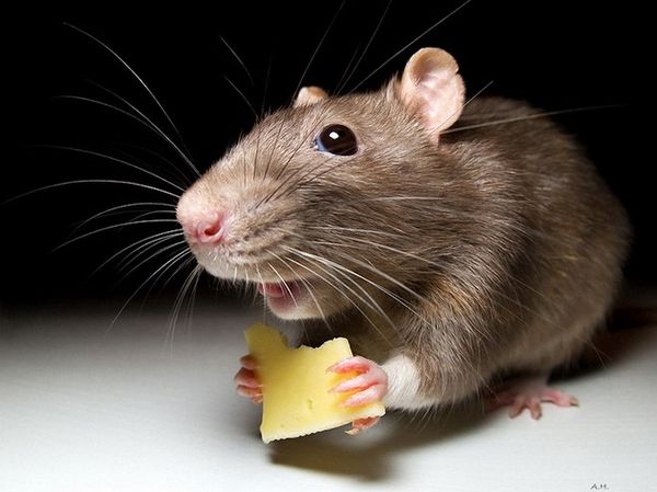 ¿Cuál es el sueño de un pequeño ratón?