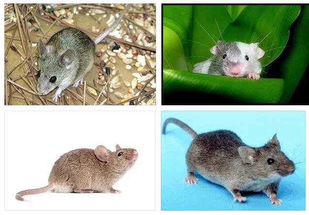 ¿Cuál es el sueño de un pequeño ratón gris?