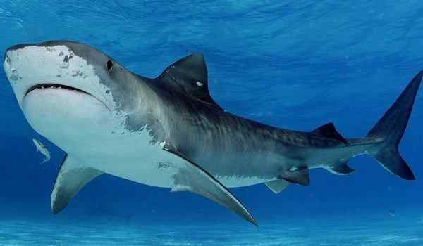 ¿Cuál es el sueño de un tiburón en el agua?