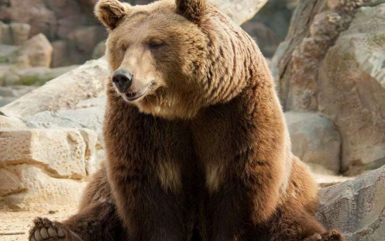 El significado del oso dormido