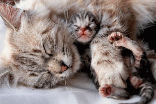 Gata dormida da a luz gatitos