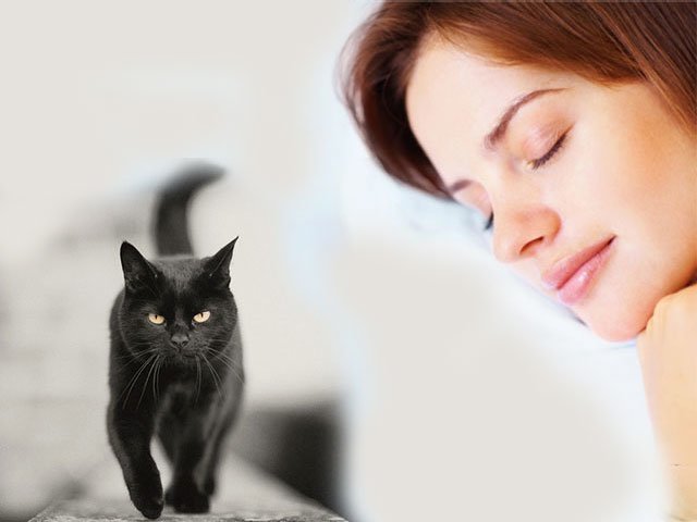 Interpretación de los sueños por qué un gato negro está soñando