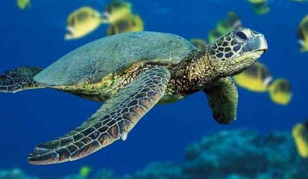 ¿Por qué las tortugas grandes y pequeñas sueñan?