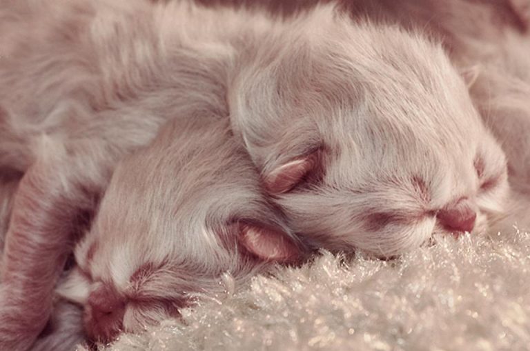 ¿Por qué soñar con el nacimiento de gatitos en un gato?