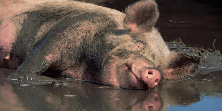 ¿Por qué soñar con un cerdo moribundo?