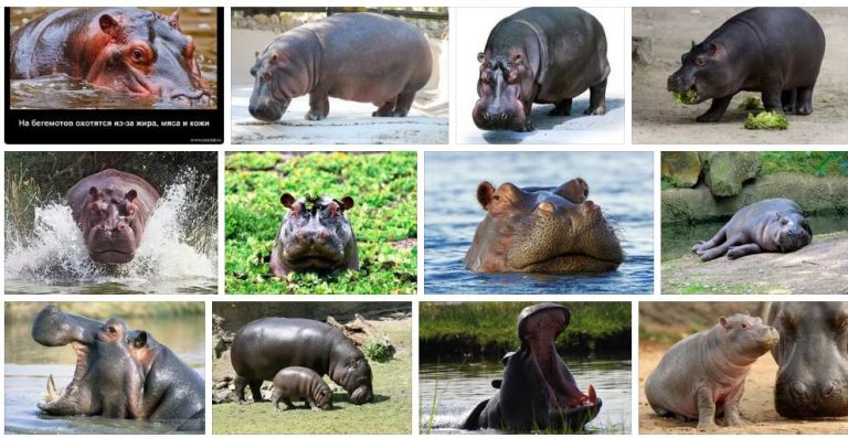¿Por qué soñar con un hipopótamo en el agua?