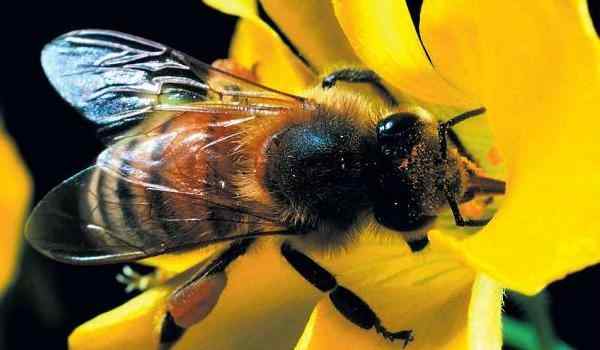 ¿Por qué soñar con una picadura de abeja en la mano?