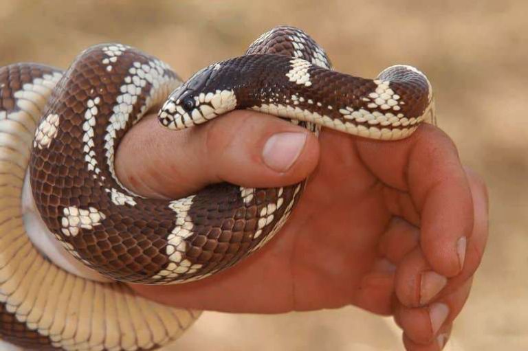 ¿Por qué soñar con una serpiente en tus manos?