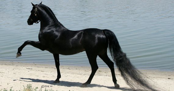 ¿Por qué sueña el caballo negro?