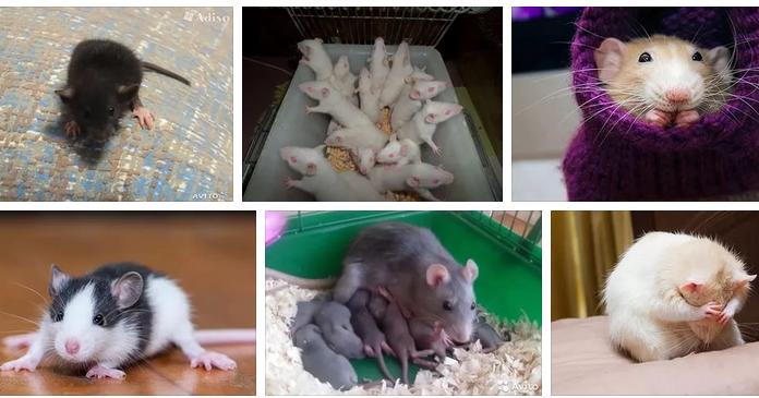 ¿Por qué sueñan las ratas pequeñas?