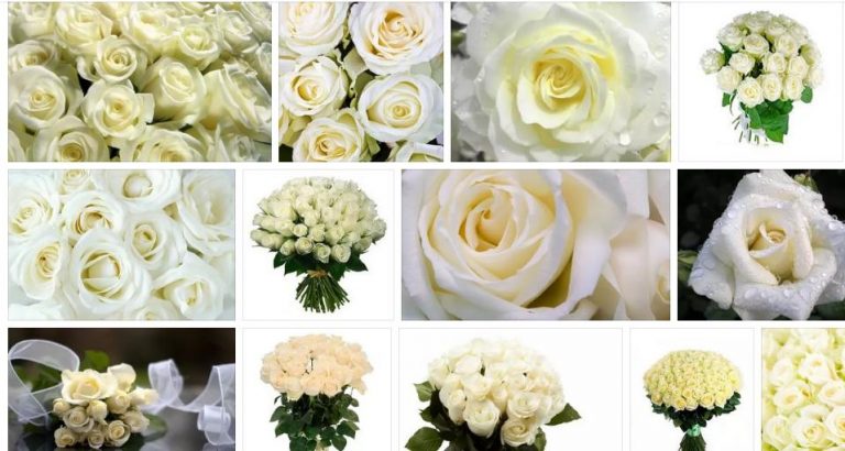 ¿Por qué sueñan las rosas blancas?
