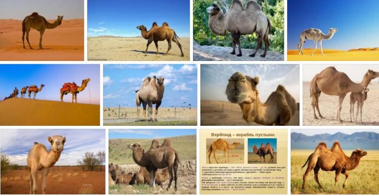 ¿Por qué sueñan los camellos?