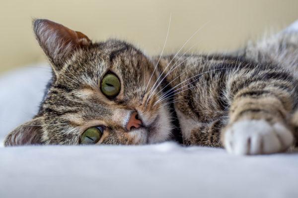 ¿Qué significa cuando un gato sueña?