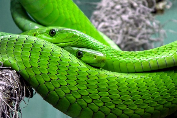 sueño serpiente verde