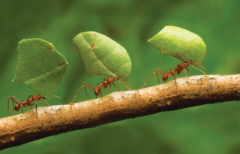 Ver hormigas en un sueño.