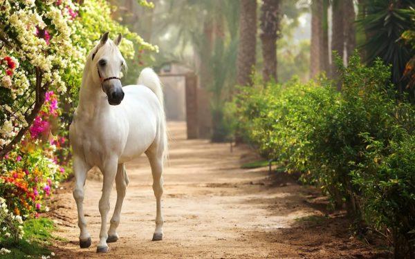 ¿Cuál es el sueño de un caballo blanco en un sueño?