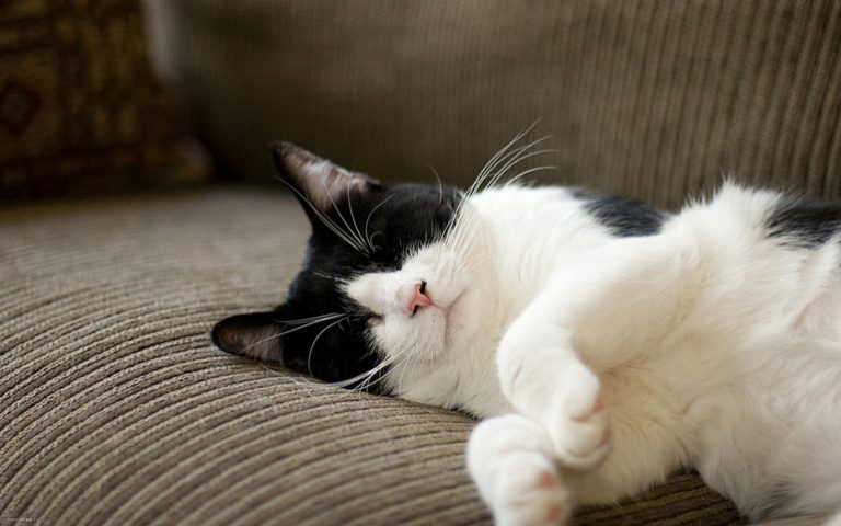¿Cuál es el sueño de un gato blanco y negro?