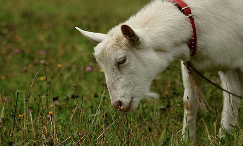 Interpretación de los sueños por qué sueña una cabra blanca