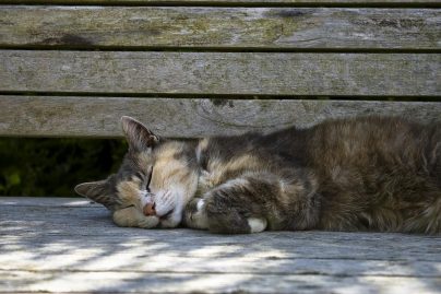 Interpretación de los sueños por qué un gato muerto está soñando