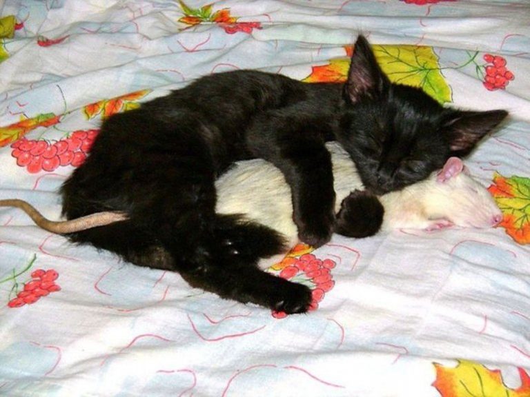 ¿Por qué las ratas y los gatos sueñan juntos?