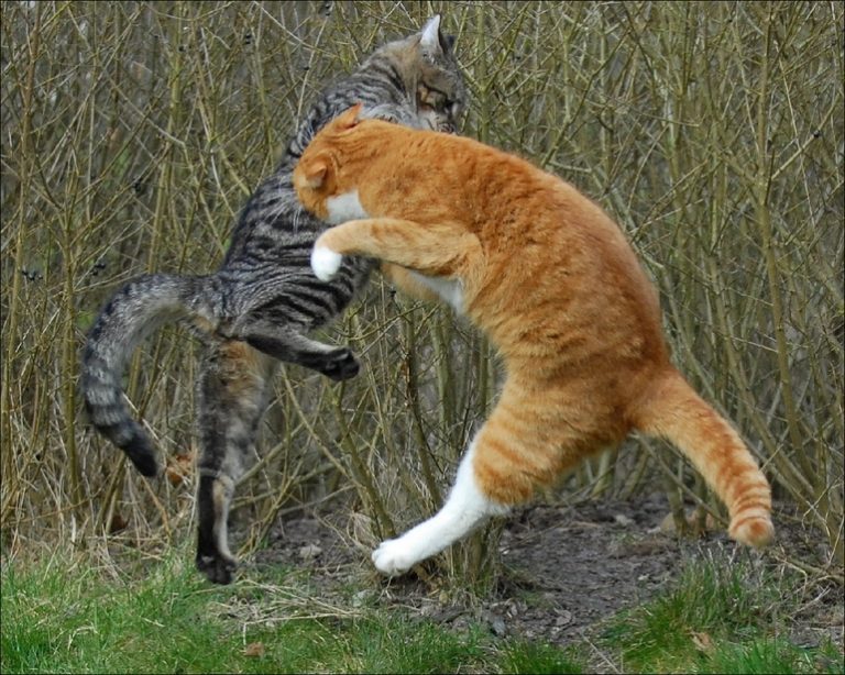 ¿Por qué los gatos pelean entre ellos?