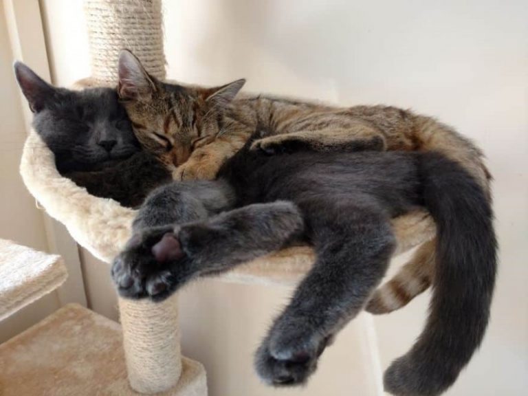 ¿Por qué los gatos se contraen cuando duermen?