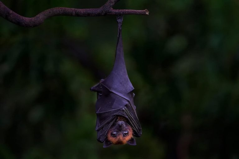 ¿Por qué los murciélagos sueñan en la casa?