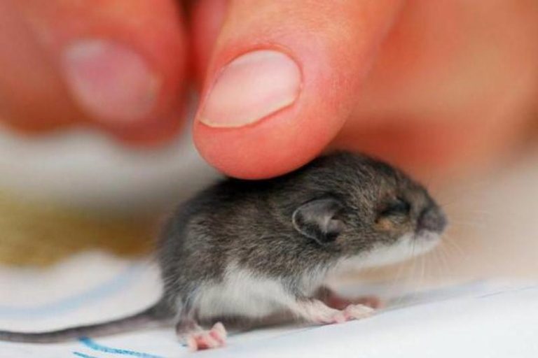 ¿Por qué los ratones pequeños sueñan en un sueño?