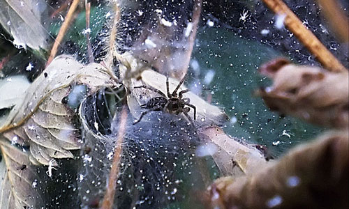 ¿Por qué sueñan las arañas grandes y pequeñas?