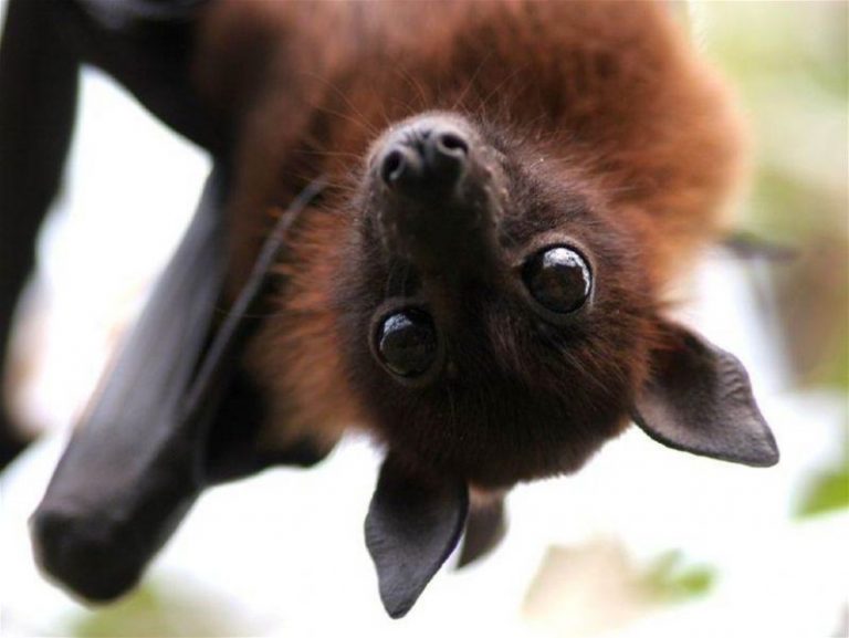 ¿Qué significa cuando un murciélago sueña?