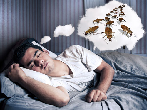 ¿Qué significa ver cucarachas en un sueño?